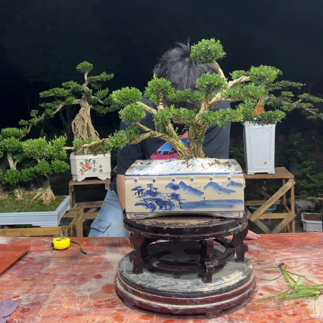 无花朵广东皱皮雀舌黄杨