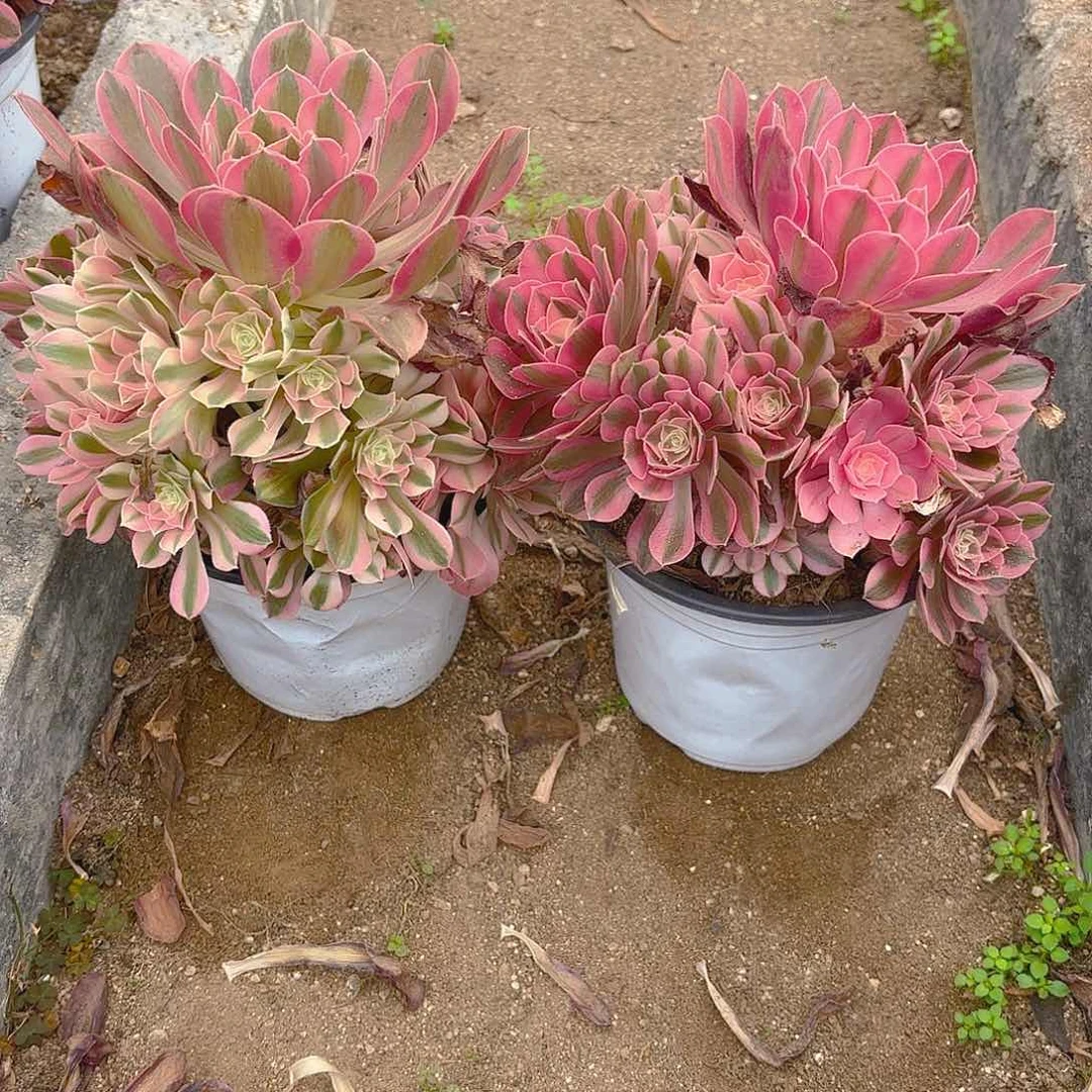 女巫多肉植物两颗不周正