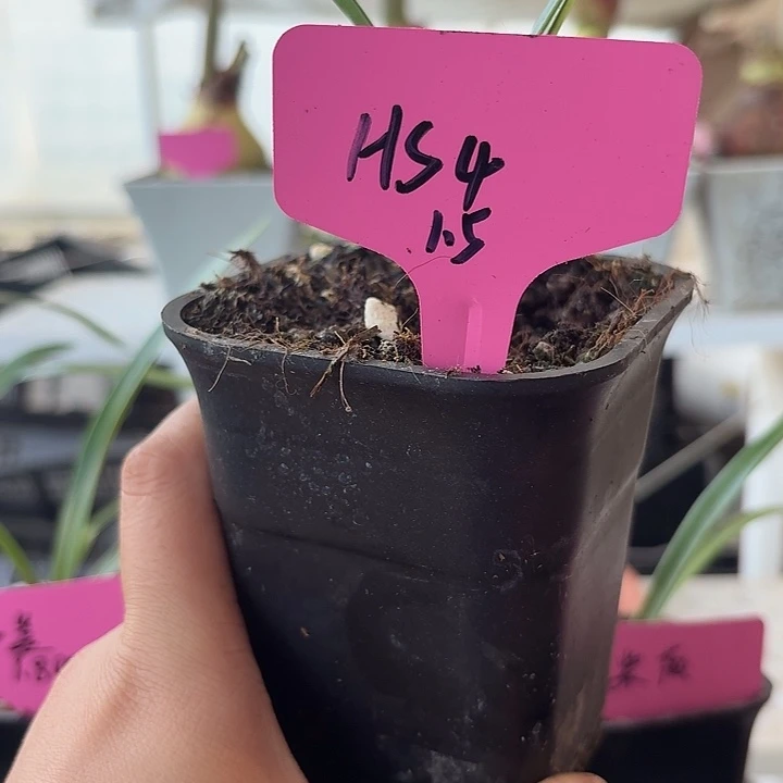 无花朵hs4朱顶红直径1.5