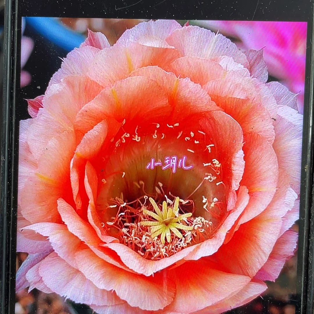 国色自根球5公分带盆土