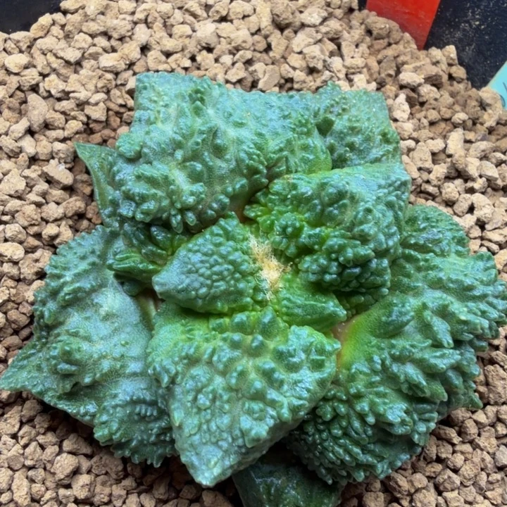 巴索的超级哥斯拉血怒基因