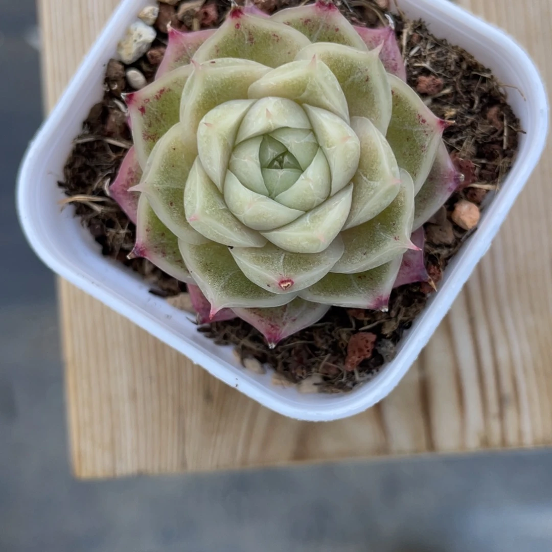 Z2598月光蔷薇麦杆