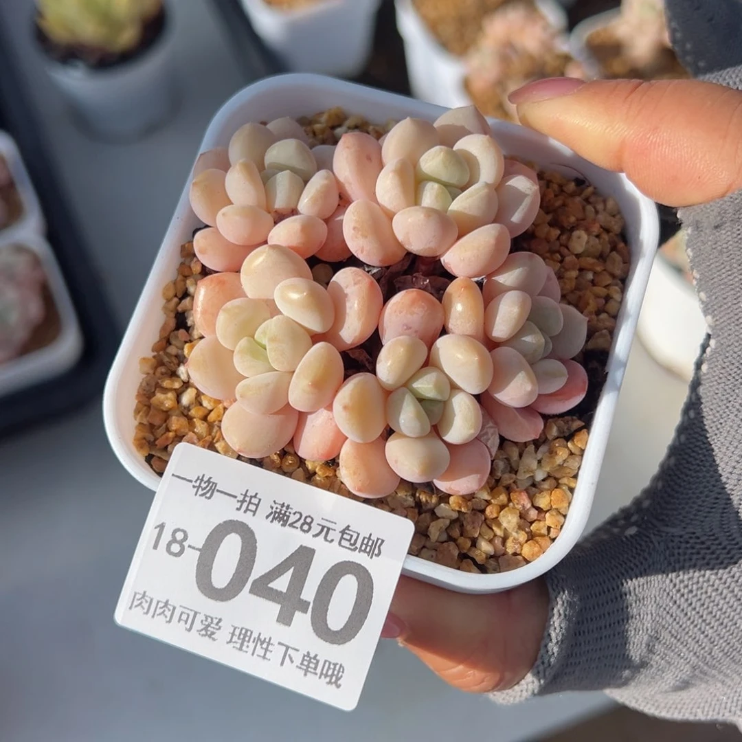 玉如意多肉多肉多肉多肉