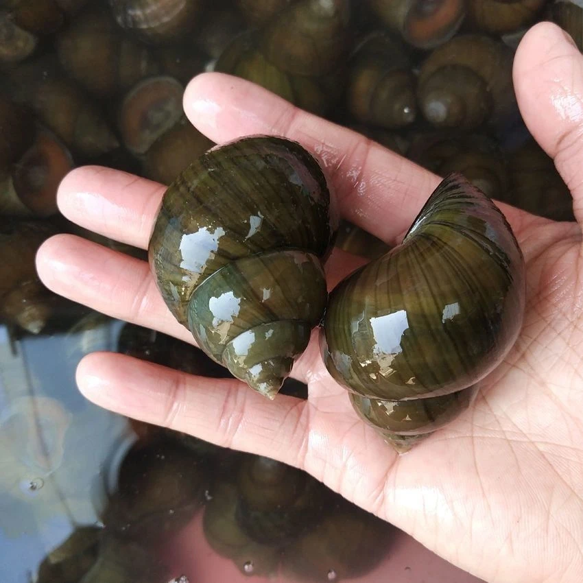 田螺鲜活新鲜淡水清水超大活体螺丝大号泥螺包邮田螺