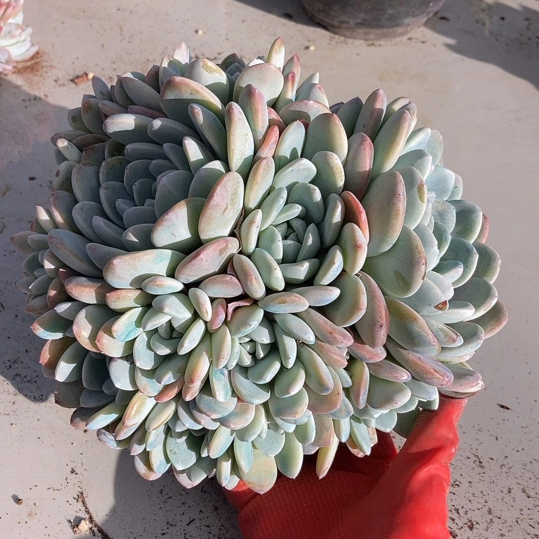 425 一物一拍不退不换