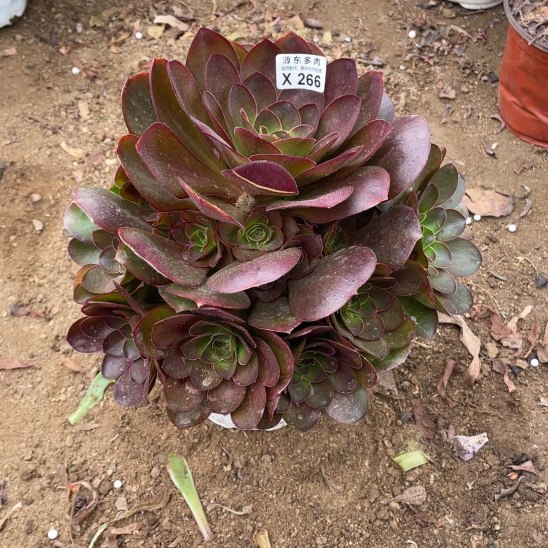 魅金玫瑰多肉法师断枝不包