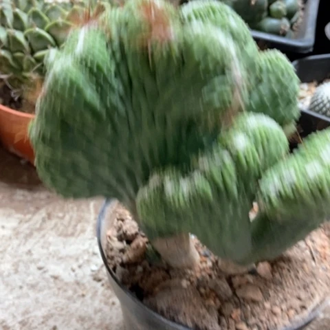 五指山12米仙人球