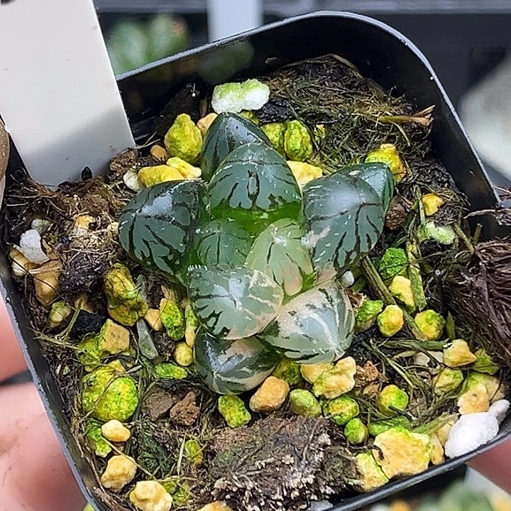 183龙爪玉露锦头家多肉十二卷