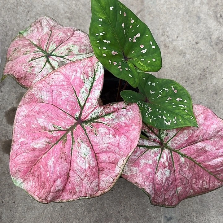 77-1105五月广东现货