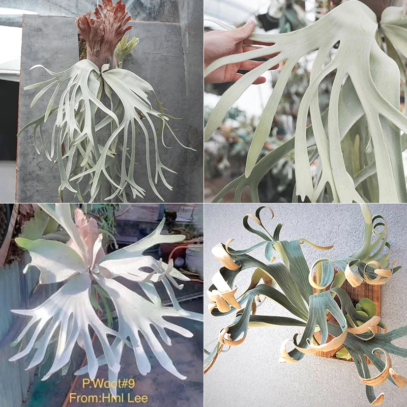 小白兔 x 白燕麦 x Woot #9 鹿角蕨混播孢子苗8cm盆径包邮