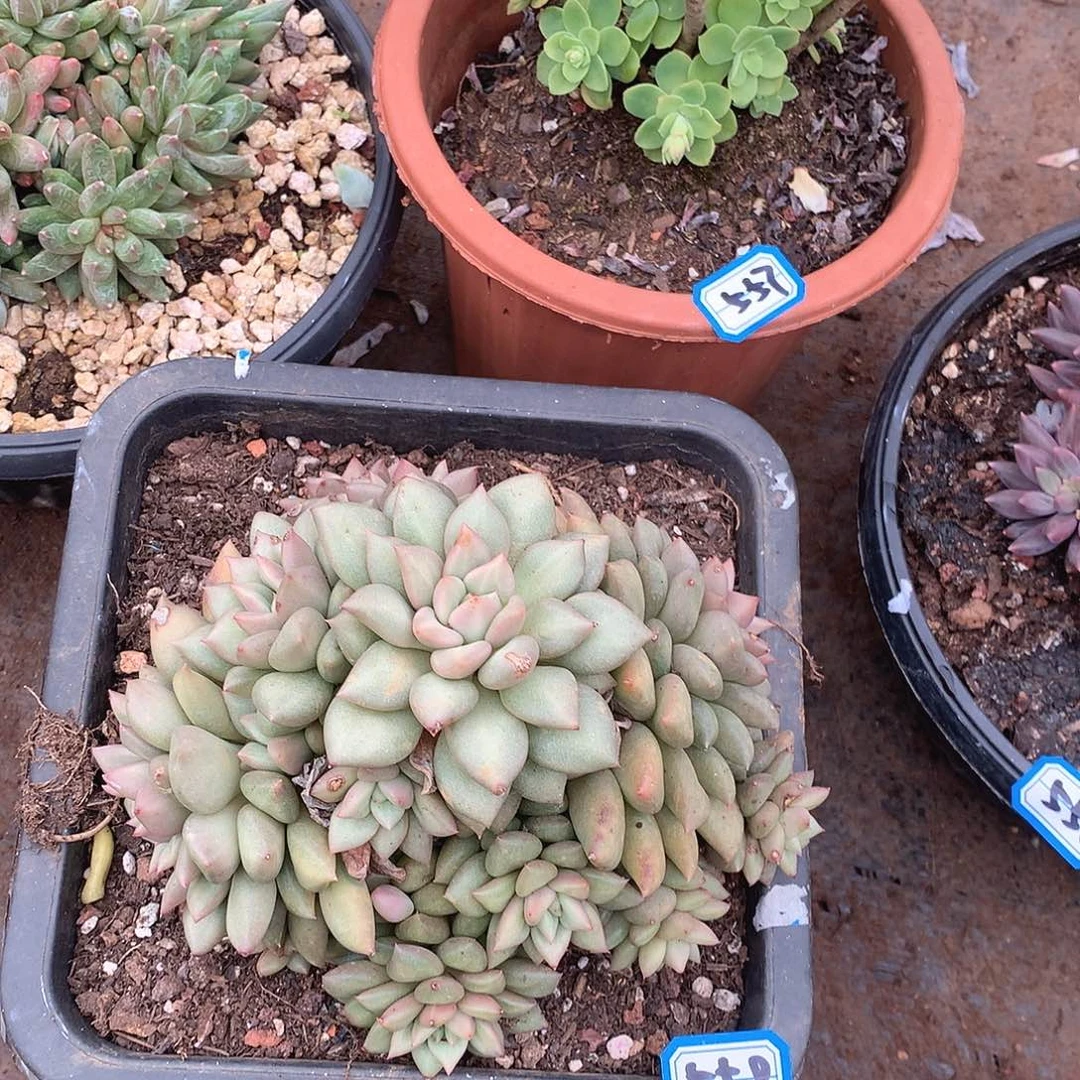 558象牙 一物一拍多肉