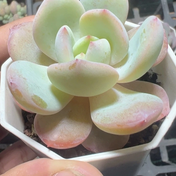 奶茶精品多肉植物