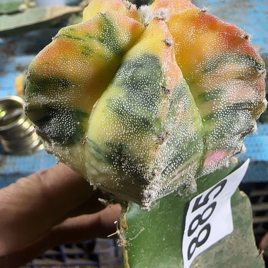 银沙鸾锦885仙人球开花
