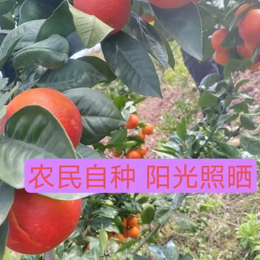 四川农民自种应季脐橙果肉细腻化渣