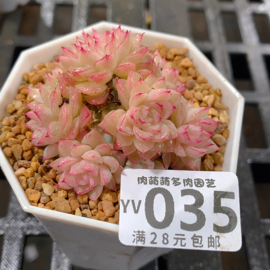 肉萌萌拇指盆精控多肉YV035