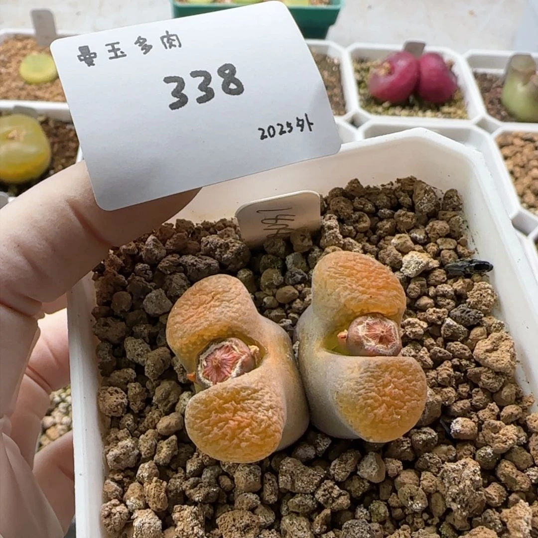 噗**?多肉多肉多肉2025-338