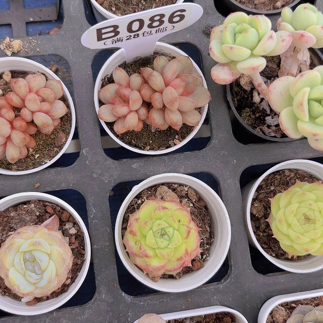 B086葡萄一物一拍