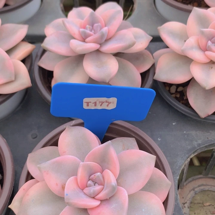 紫乐锦单头脱土发