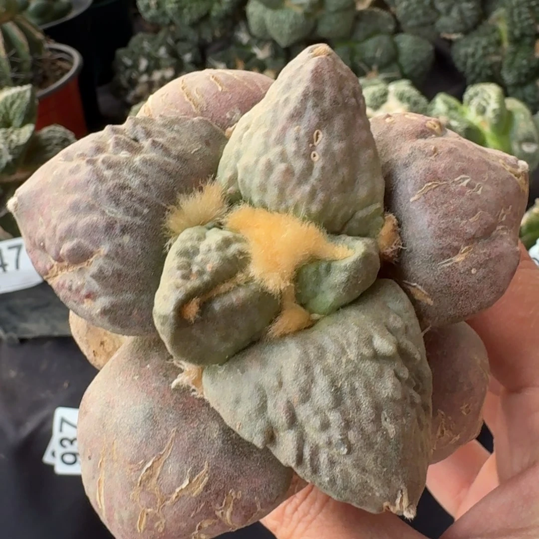 【闪购商品】艳肌牛蛇牡丹