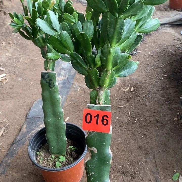 无花朵瑕疵苗红桑巴柱有疤016号新疆不包邮