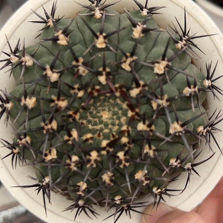 自根仙人球裸鳄属黑刺凤头