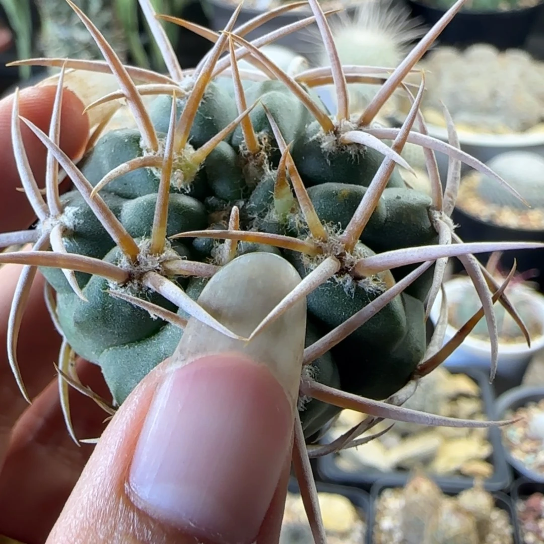 072实生碧岩玉多肉