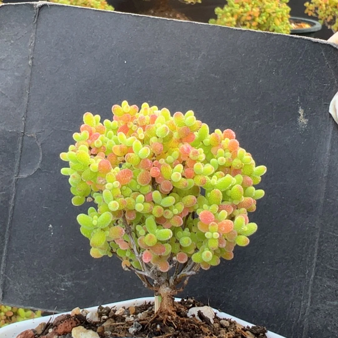 【闪购商品】dy6397精控蜜橘糖球冠幅4cm