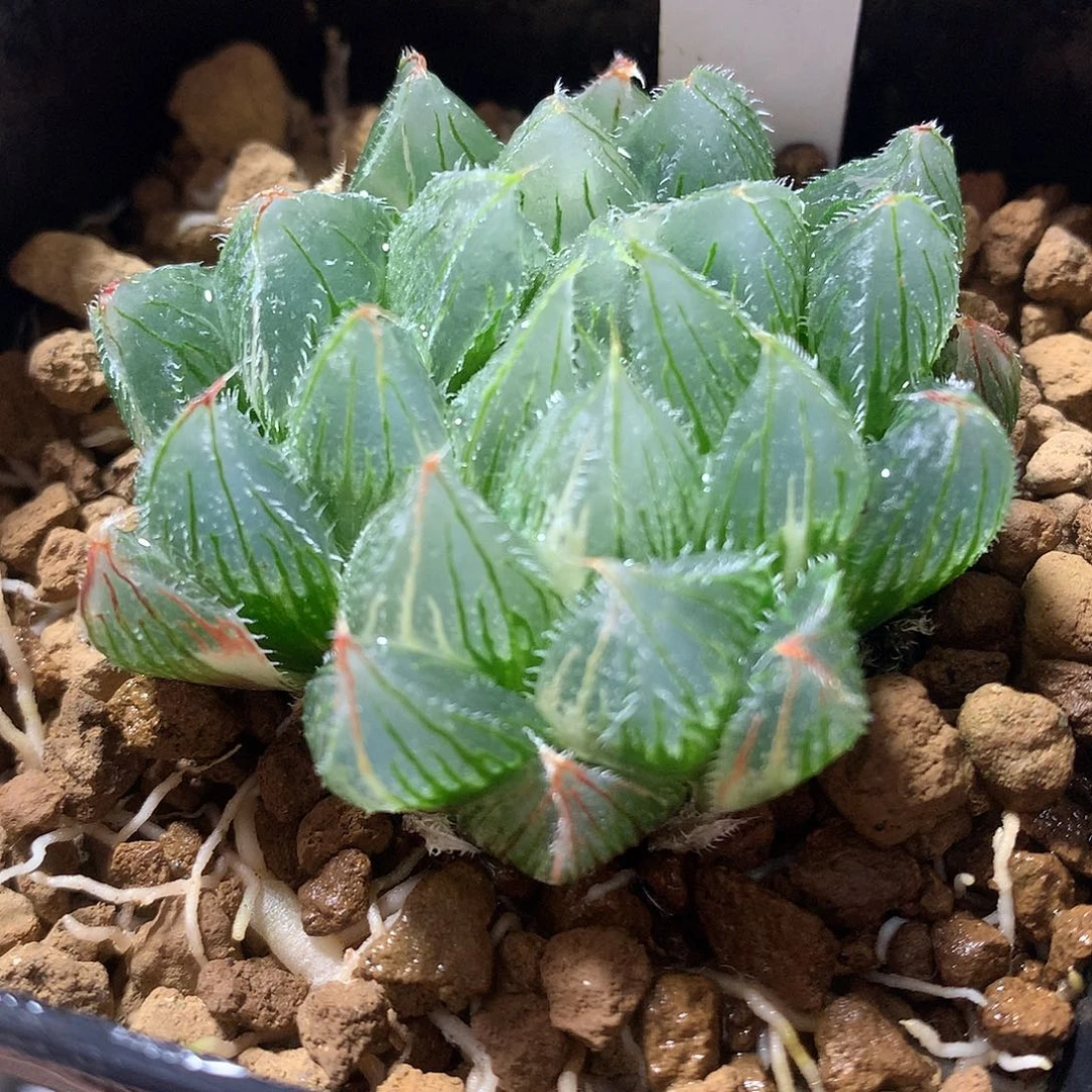 182号毛玉露锦带盆土