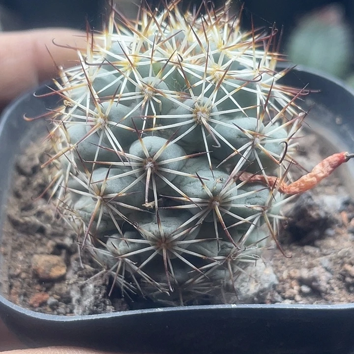 实生蓬莱宫一颗包邮