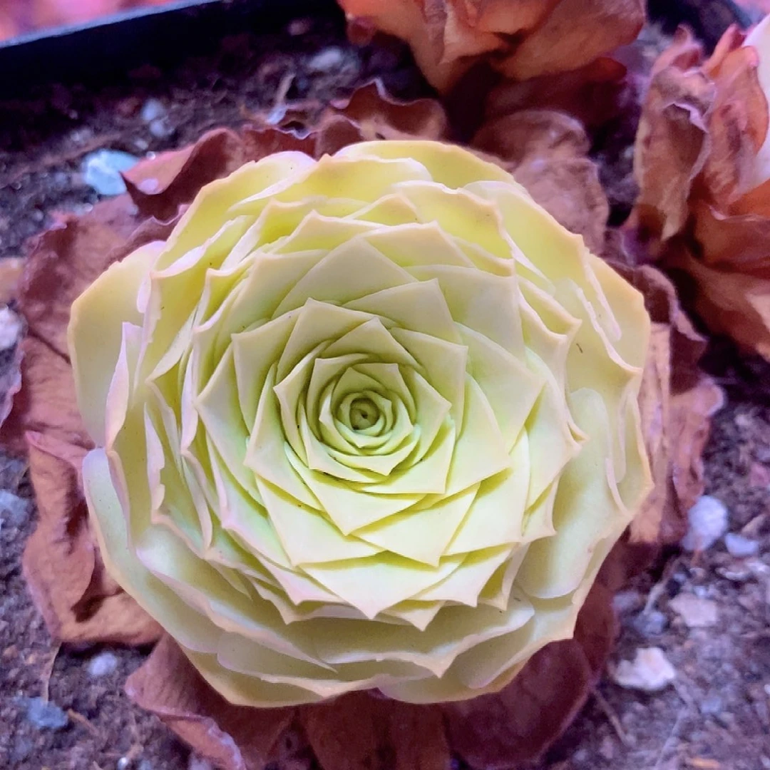 山地玫瑰一物一拍294黄