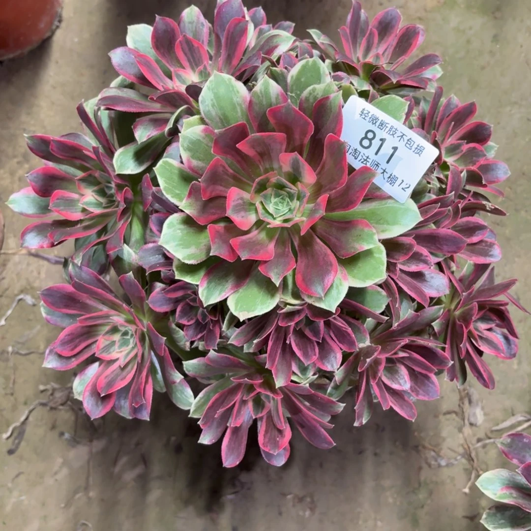 811浣纱不确定多肉植物法师