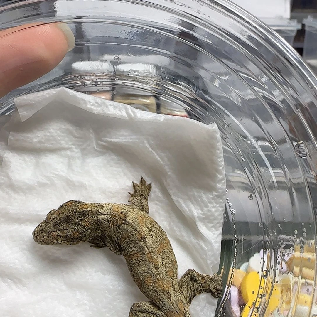 小***梅巨人守宫巨人守宫大幼