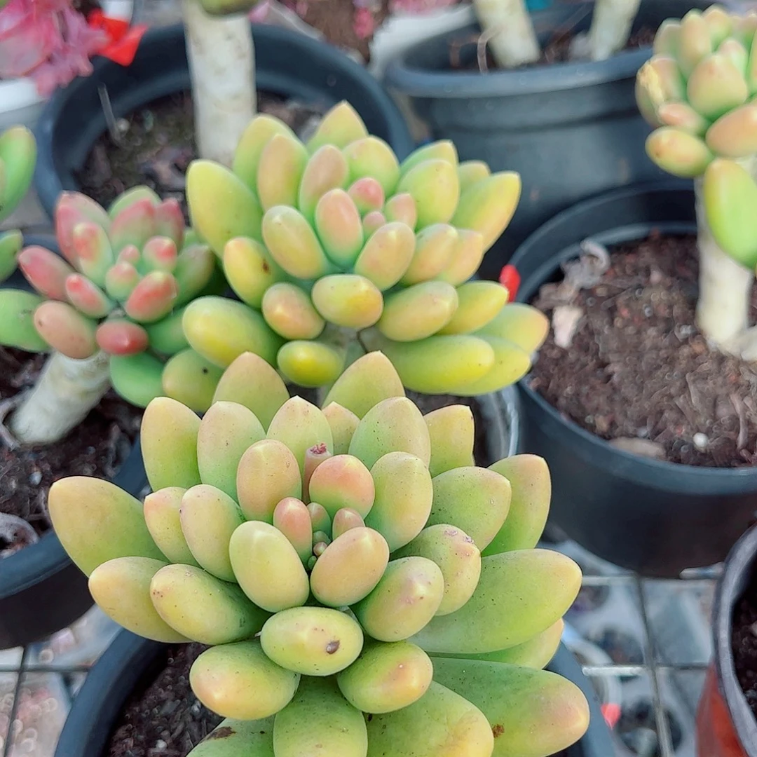 芒果奶大单头精品特价