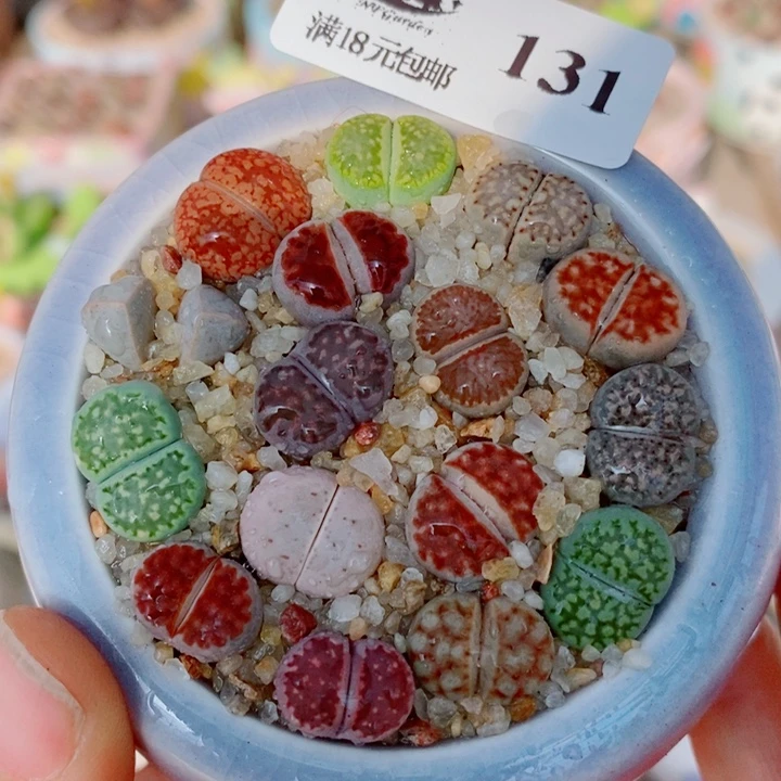 生石花花花花花花花花131