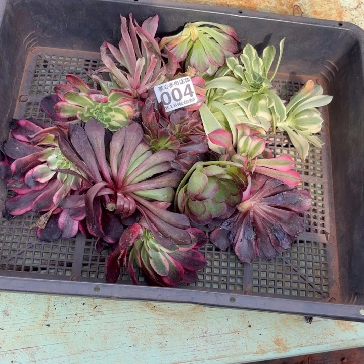 @**轩004组合掌心多肉法师锦不包侧枝断枝的