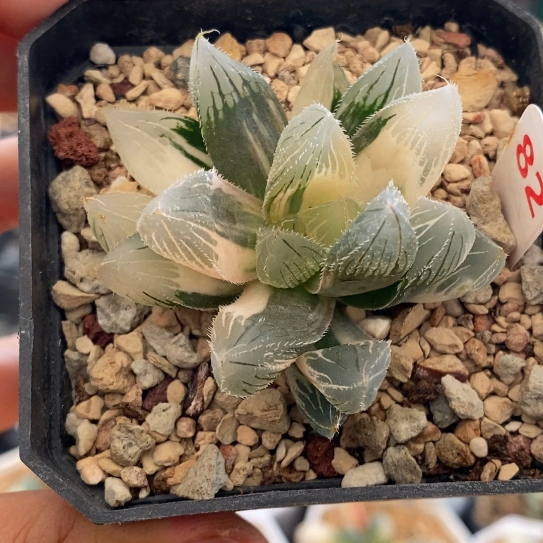 82号毛玉露锦多肉植物