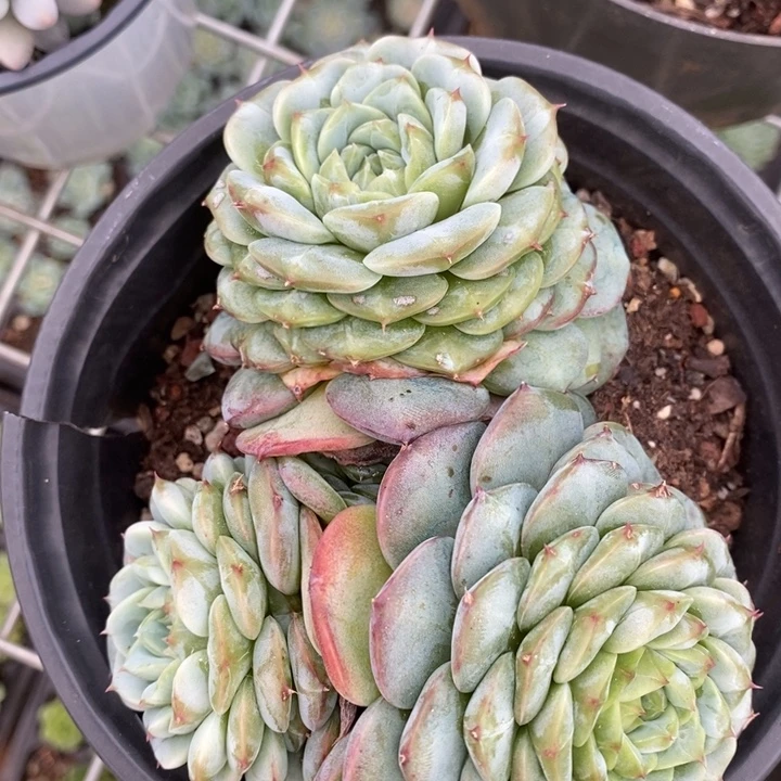 D466- 直播福利 天鹅绒