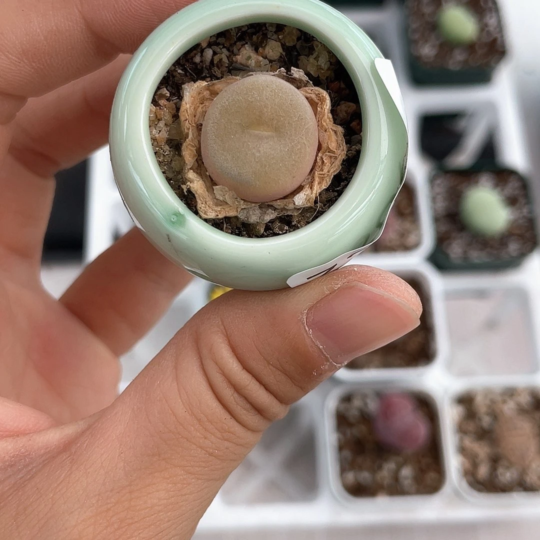 3296大棚清仓甩卖了