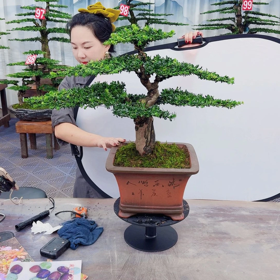 无花朵罗汉松一物一拍888