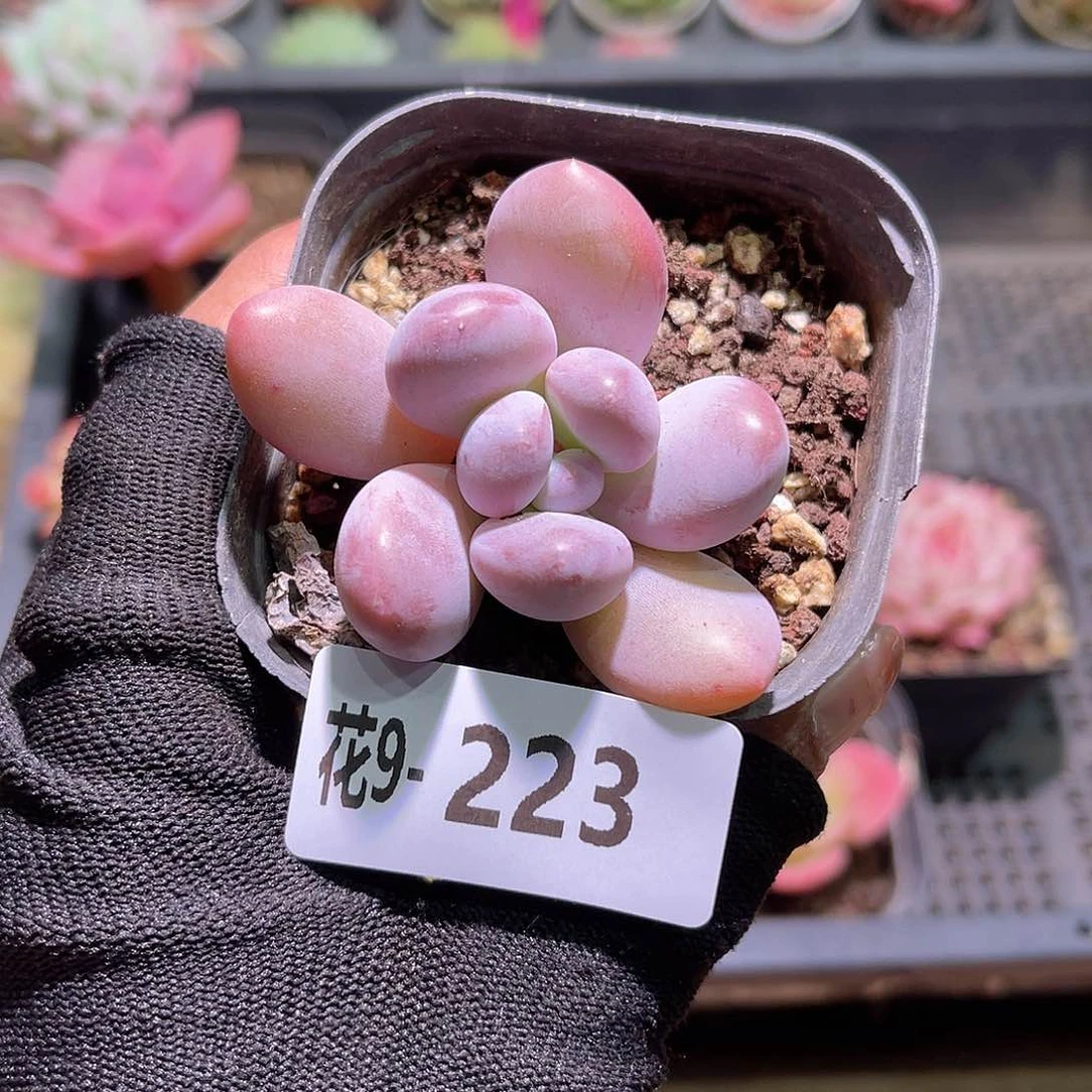 花09-223新品单头