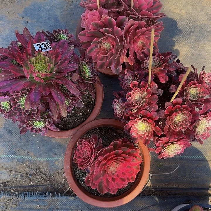 完全开放330 法师多肉 没售后