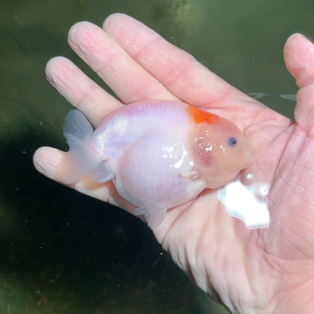 天***买金鱼兰寿金鱼活体链接