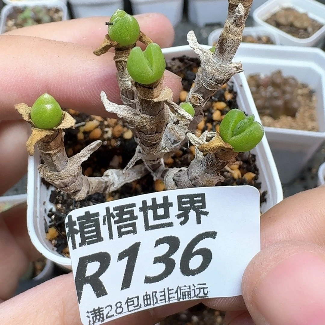 多肉植物多肉植物