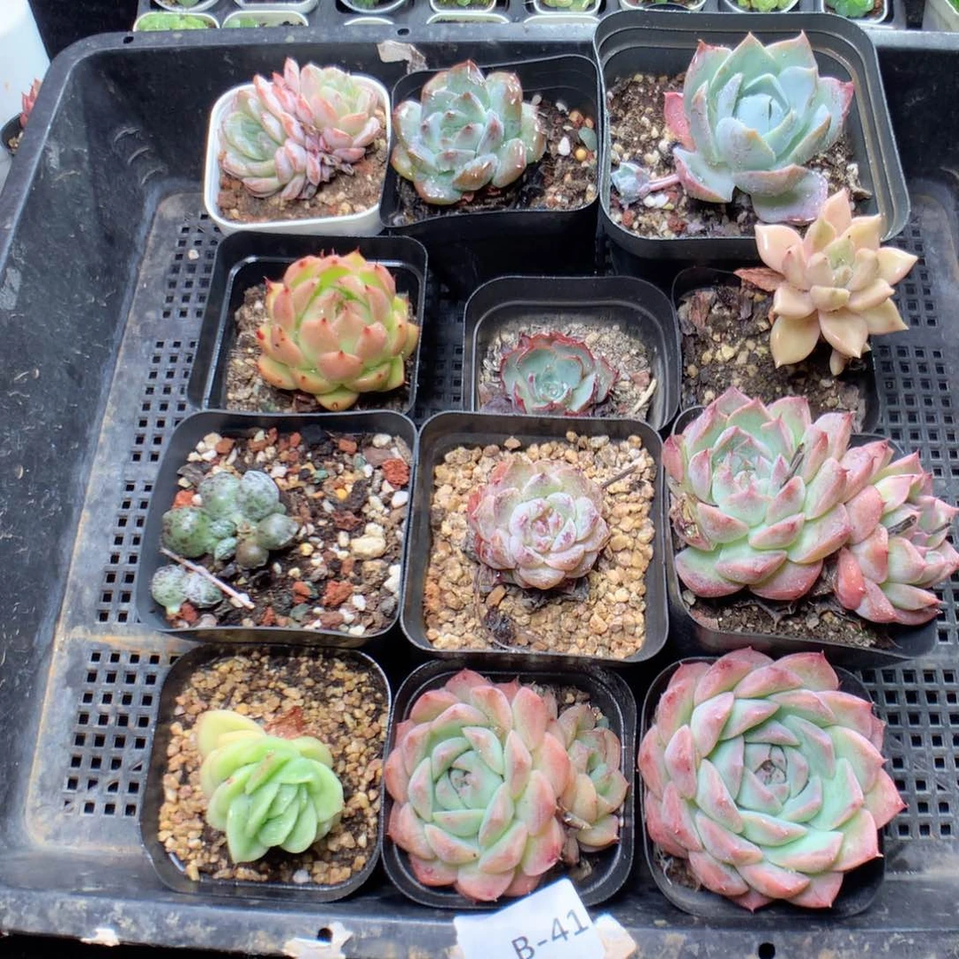 无花朵B41英语英语英语英语英语英语英语