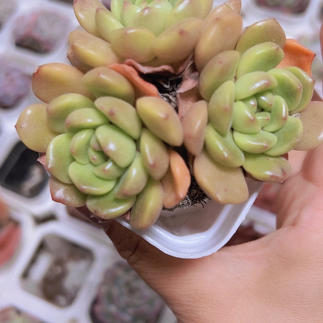 太平鸟群生19包邮多肉