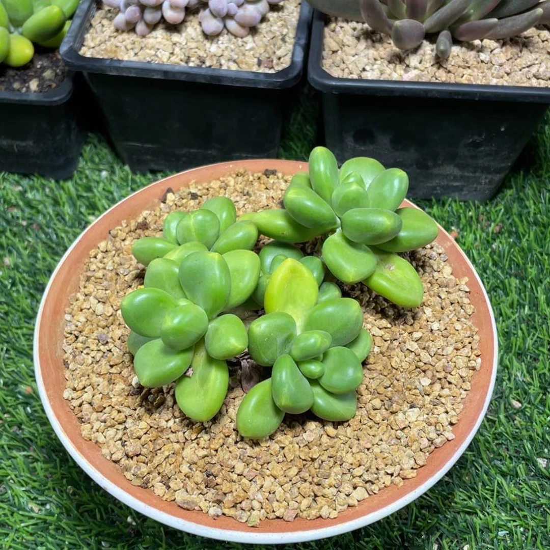 小***斯芒果奶差价多肉植物