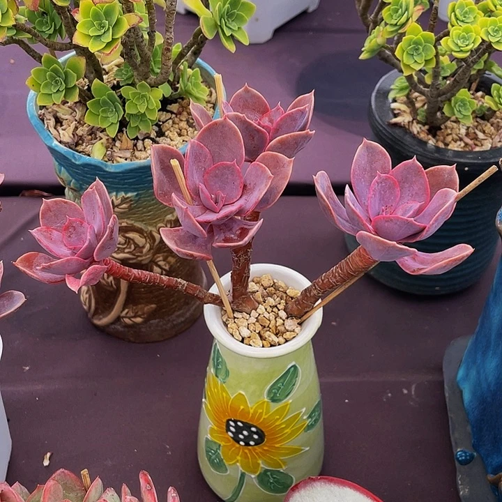 楠***。多肉植物多肉发货