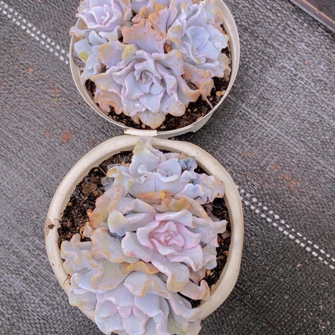 白饺子皮多头群生两盆