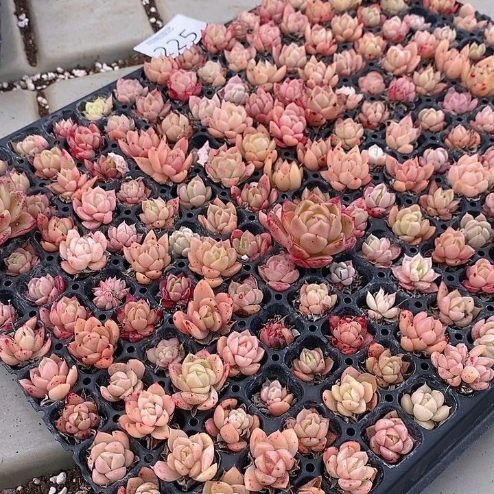 225-226 多肉植物盆栽花卉植物