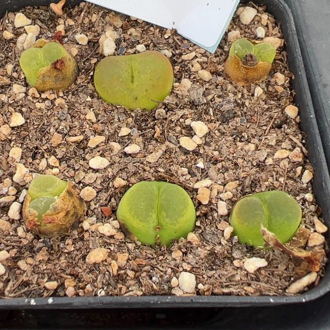 27-102肉锥多肉植物，